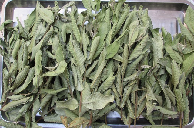 Lá Ổi Khô Cao Cấp
