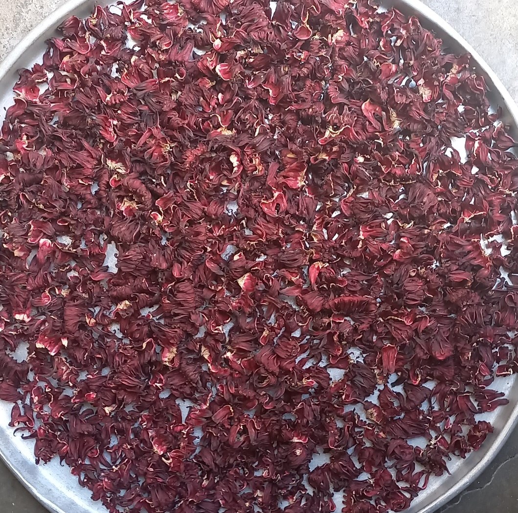 Hoa Atiso Đỏ hong gió Khô
