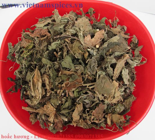 Hoắc Hương
