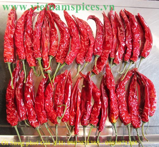 Ớt Sừng khô Phơi Gió Siêu Cao Cấp