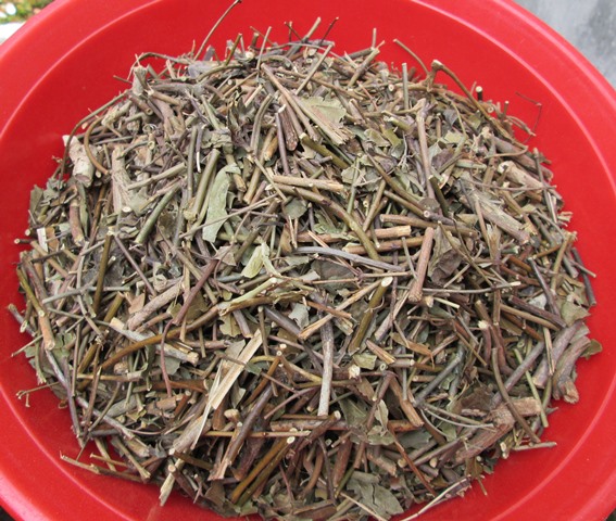 Trà vằng